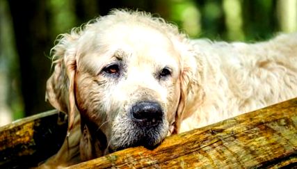 Лептоспироза при кучета симптом, диагностика, лечение и профилактика