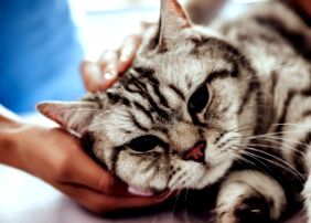 Pancreatita la pisici simptome, diagnostic, tratament