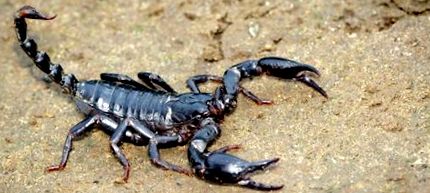 skorpió fogyás 2022 lyle mcdonald zsírégető podcast