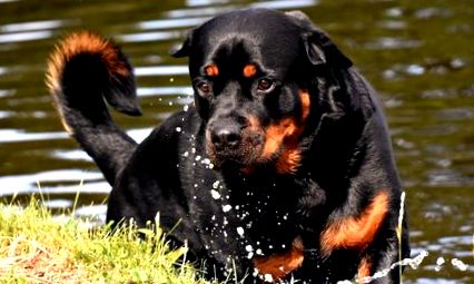 Informații despre Rottweiler, sfaturi, opinii ... Totul despre această rasă  de câini
