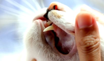 Macska szájgyulladás - mi a szájgyulladás macskáknál Vetostore