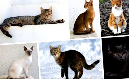 Fapte despre pisica abisiniană, culori, probleme de sănătate