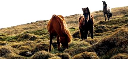 Gram de cai pentru pierderea în greutate - Beneficii și rețete