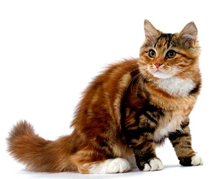Продължителност на живота на котката - Wikichat