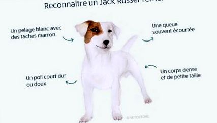Суха храна за Джак Ръсел Териер - съвет за хранене на вашето куче Джак Ръсел