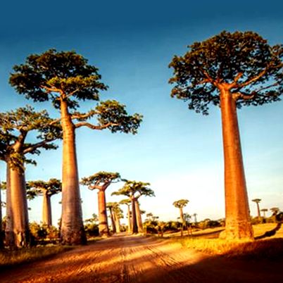 baobabului