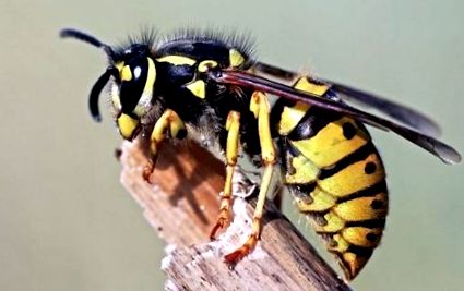 Meg As An Insect A rovarok, hogyan gyógyítsák meg a csípést; re de gu; pe Magazin előnyei