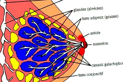 diferitele