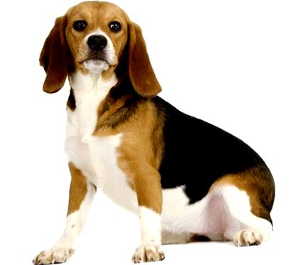 Куче бигъл и кученце, лист порода кучета бигъл - Wikichien