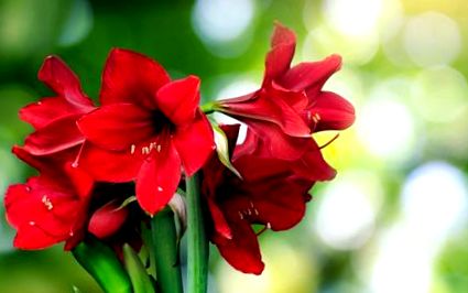 Amaryllis Ca floare tăiată în sticlă sau vază - Plantura