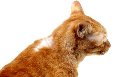 Плешиви петна по козината на котката - причини за косопад при котките