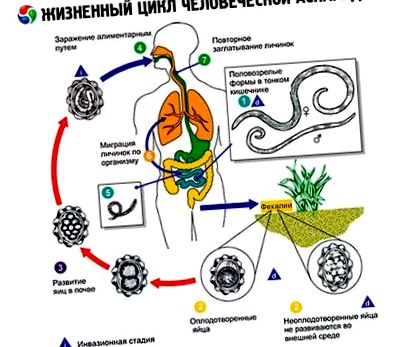 ciclul de viață al viermei umane gazde și boli ale paraziților