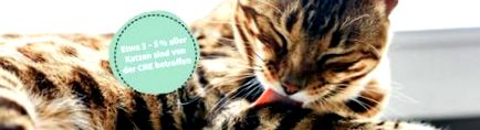 Macska vesebetegség - A figyelmeztető jelek felismerése