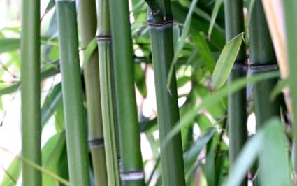 bambusz hajtások előnyei fogyás)