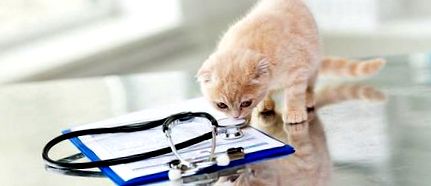 A macska cukorbetegségének kezelése