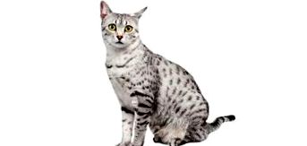 Египетска котка Mau цена, същност, отношение