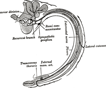 osteocondroza intercostală)