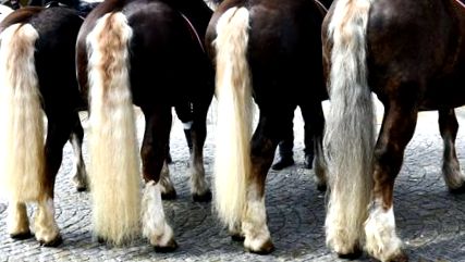 HrÄnirea Rasei Cu Sange Rece Dr