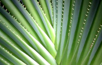 Aloe Vera - a gyógynövény antiaging - biohormonok - elhízás