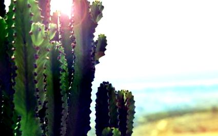 cactusului