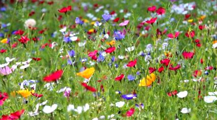 Създайте поляна с цветя за цветна градина - КЪЩАТА