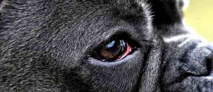 Подути и възпалени очи при кучета ветеринарна медицина д-р