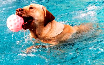 Kutya medence minden információt a kutya úszás zooplus