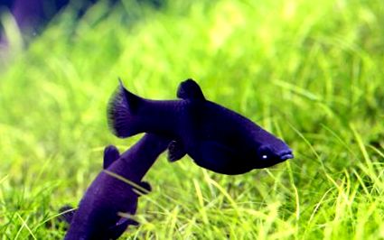 Fekete Molly hozzáállás az akváriumban zooplus Aquaristik Magazin