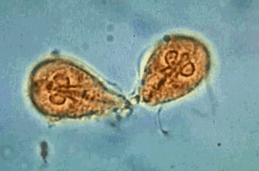 giardia egysejtű