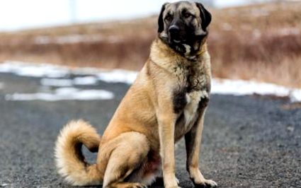 Анатолийско овчарско куче характер, отношение; Грижи - описание на породата