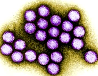 adenovirusuri modificate
