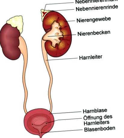 Prostatitis a pyelonephritisből, Az urethritis cystitis