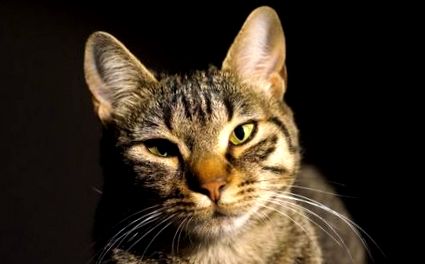 Miért van szúrós szaga a macskavizeletnek?