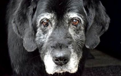 Старо куче - на какво трябва да обърнете внимание при старши на четири лапи