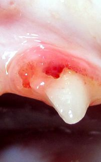 FORL, най-често срещаното зъбно заболяване при котките