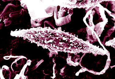 bőrparazita betegségek asp paraziták