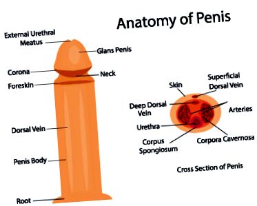 Parafinomul penisului