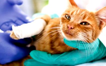 Fracturile la pisici cauzează, tratament și terapie