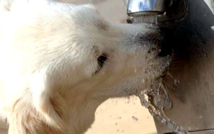 Кучето пие много вода (това е зад него)