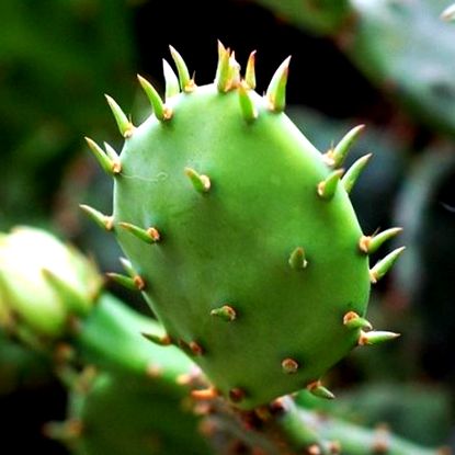 A fügekaktusz szerepe a fogyókúrában - Fogyás kaktusz kivonat