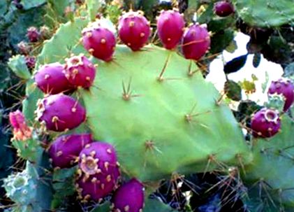 kaktusz szív egészsége