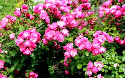 Грижа за розата през лятото - лятна резитба и торене