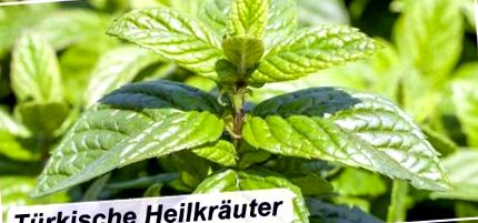 efectele secundare ale plantelor medicinale germane)