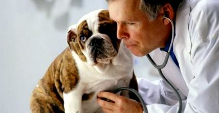 kutya egészség szív mormogó
