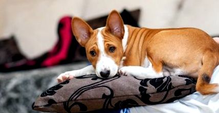 29 Най-добрият апартамент кучета за малки пространства домашни любимци в  света