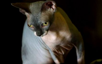 Котката Сфинкс Безкосместа красавица с голямо сърце за своите хора