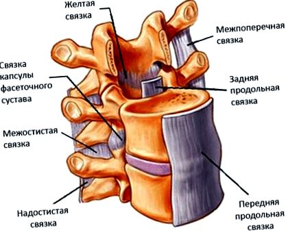 Osteocondroza coloanei lombare - Hondrogel