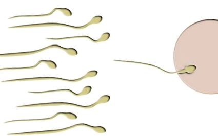 počet spermií