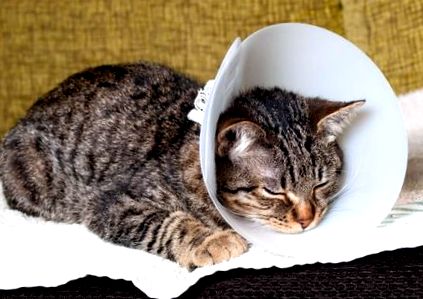 5 съвета за поведение след операция Любима котка