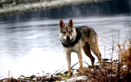 Câine de lup cehoslovac (caracter, nutriție, îngrijire)